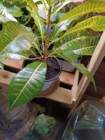 Лот: 25886708. Фото: 3. Кротон Джон Бендер. Растения и животные