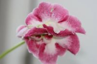 Лот: 3103714. Фото: 3. Глоксиния 45 (цветущая). Растения и животные