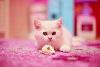 Лот: 3386760. Фото: 6. Британский котёнок! (шиншилла)