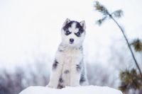 Лот: 6895842. Фото: 4. Щенки хаски (щенята, щенок) по... Красноярск