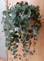 Лот: 18295423. Фото: 2. Хойя_Hoya curtisii. Комнатные растения и уход