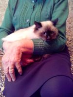 Лот: 12699330. Фото: 6. Котёнок, помесь бирманской породы...