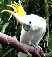 Лот: 17723831. Фото: 3. Желтохохлый Какаду самка. Растения и животные