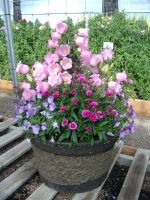 Лот: 12883628. Фото: 4. Семена супероригинального колокольчика... Красноярск