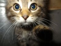 Лот: 17997991. Фото: 3. Котята. Растения и животные