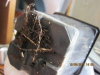 Лот: 11924740. Фото: 2. мирт 4. Комнатные растения и уход