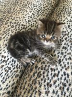 Лот: 16416577. Фото: 5. Котик - экзот,1.5 мес Срочно!