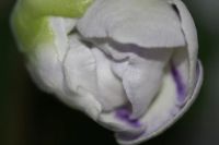 Лот: 2987297. Фото: 2. Глоксиния 7 (цветущая). Комнатные растения и уход