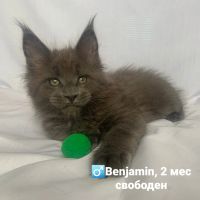 Лот: 18726979. Фото: 2. Котята Мейн-кун. Животные и уход