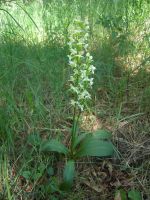 Лот: 9222511. Фото: 2. Любка Двулистная (Platanthera... Семена, рассада, садовые растения