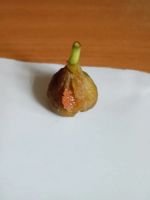 Лот: 25888464. Фото: 6. инжир с плодами. комнатный. самоплодный...