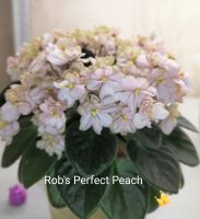 Лот: 18038215. Фото: 2. Детка фиалки Rob's Perfect Peach. Комнатные растения и уход