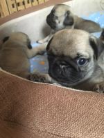 Лот: 8039734. Фото: 4. Шикарные щенки мопса в Красноярске... Красноярск