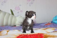 Лот: 5983852. Фото: 2. Котята Донского сфинкса. Животные и уход