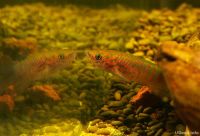 Лот: 10547711. Фото: 14. (уценка) Грунт UDeco River Dark...