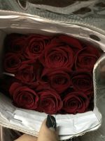 Лот: 9827151. Фото: 2. Роза 25штук. Комнатные растения и уход