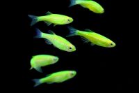 Лот: 13277282. Фото: 2. Рыбка-Данио "GloFish" салатовый... Аквариумистика