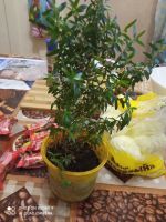 Лот: 20821641. Фото: 2. Мирт (N3). Комнатные растения и уход