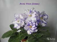 Лот: 7051817. Фото: 2. Фиалка Arctic Frost (S. Sorano... Комнатные растения и уход
