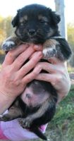 Лот: 4570765. Фото: 3. Отдам чудесных щенков!!!. Растения и животные