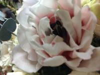 Лот: 13295360. Фото: 2. ПИОНовидные Тюльпаны - нежность... Цветы, букеты
