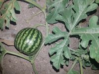 Лот: 15583649. Фото: 4. Дача. Красноярск