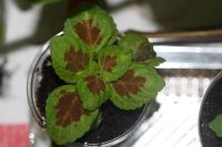 Лот: 3149264. Фото: 3. Колеус (крапивка) 6. Растения и животные