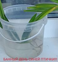 Лот: 19041666. Фото: 4. Орхидея neostylis. Красноярск