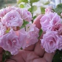 Лот: 5677067. Фото: 3. Пеларгония " Lady gertrude" (иви-гибрид... Растения и животные