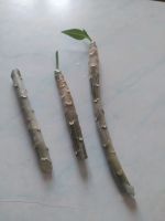 Лот: 21445729. Фото: 3. Плюмерия (франжипани). Растения и животные