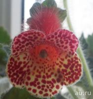 Лот: 9949069. Фото: 3. Колерия («колумбийские колокольчики... Растения и животные