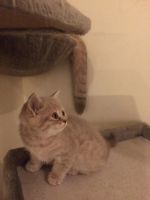 Лот: 6644310. Фото: 2. Котята-шотландцы. Животные и уход