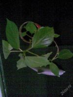 Лот: 118450. Фото: 3. Акалифа (лисий хвост). Растения и животные