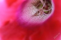 Лот: 2889148. Фото: 3. Глоксиния 30 (цветущее растение... Растения и животные