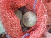 Лот: 18387447. Фото: 2. Домашняя свекла и морковь нового... Продукты