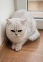 Лот: 3884985. Фото: 4. Британская Кошка окрас - Шиншилла. Красноярск