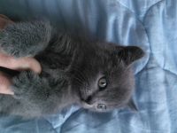 Лот: 6918303. Фото: 2. котенок шртландский (девочка). Животные и уход