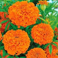 Лот: 10772418. Фото: 2. Семена бархатцев высокорослых... Семена, рассада, садовые растения