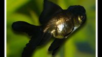 Лот: 15105562. Фото: 2. Золотая рыбка оранда черная. Аквариумистика