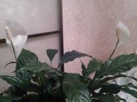 Лот: 10080226. Фото: 3. Спатифилум "Шопен". Растения и животные