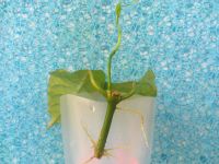 Лот: 4755523. Фото: 5. Хойя Лазианта-Hoya lasiantha