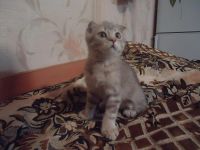 Лот: 5167430. Фото: 2. Милые котята!. Животные и уход