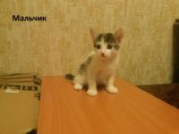 Лот: 4868789. Фото: 4. Отдам котят в добрые руки. Красноярск