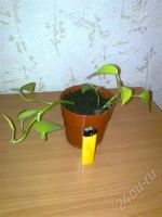 Лот: 398328. Фото: 2. Сциндапсус неон (2 отростка в... Комнатные растения и уход