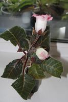 Лот: 4229640. Фото: 5. Глоксиния красно-белая (всё растение...