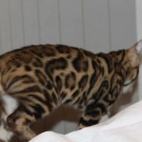 Лот: 10942887. Фото: 5. К переезду готов бенгальский котенок