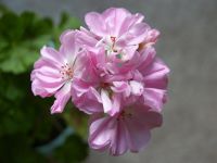 Лот: 4454670. Фото: 2. Пеларгония Jackpot Wild Rose... Комнатные растения и уход