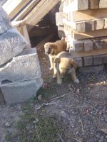 Лот: 5908963. Фото: 2. Щенята!. Животные и уход
