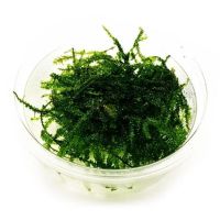 Лот: 15674429. Фото: 5. Мох Сингапурский (Singapore moss...