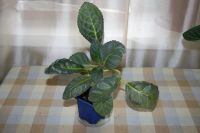 Лот: 5304414. Фото: 3. Глоксиния синяя (цветет!). Растения и животные